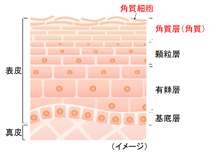 肌が荒れる原因や仕組み！肌をキレイに保つための3つのポイント | aoiro blog